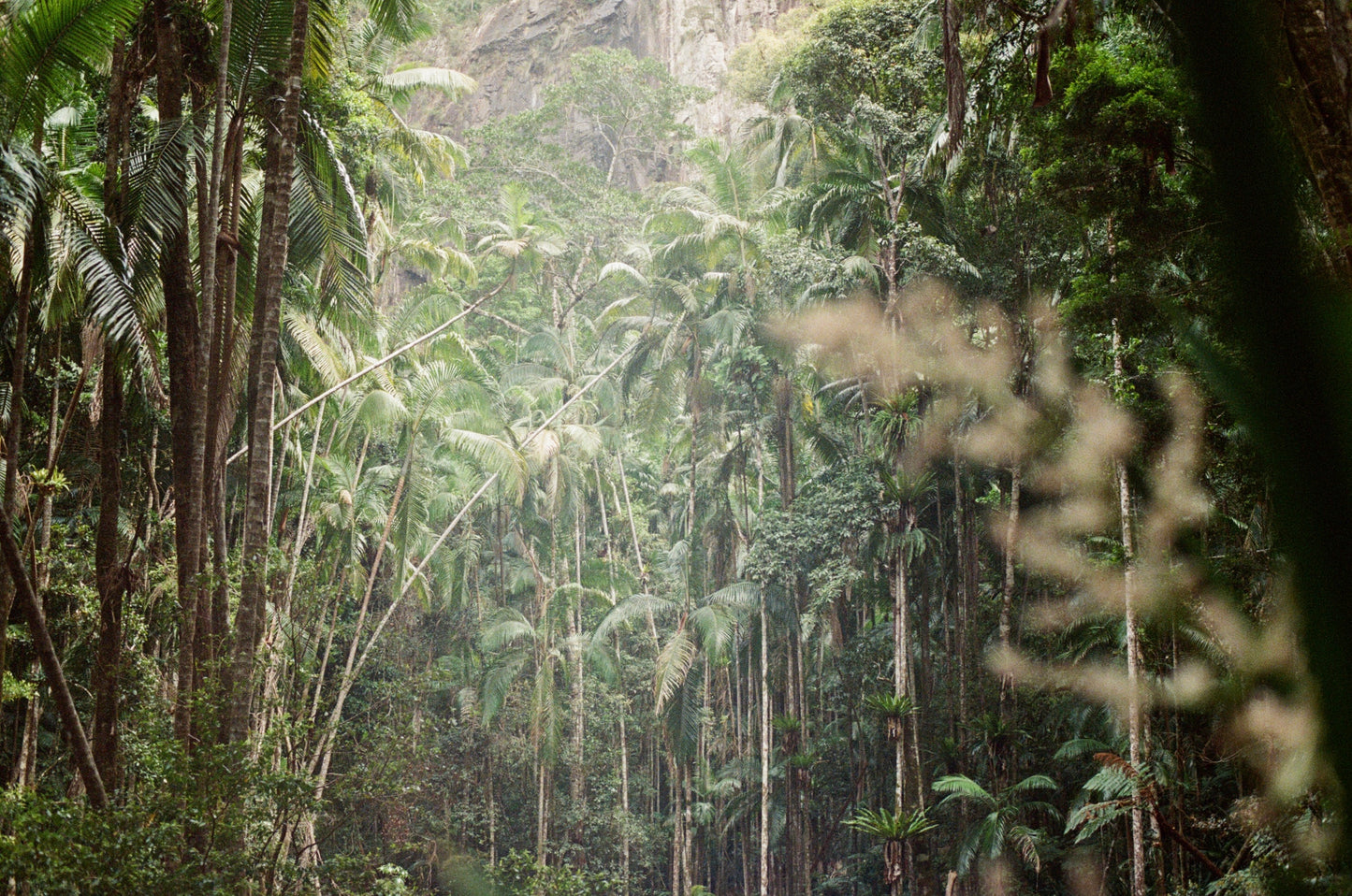 Rainforest on 35mm