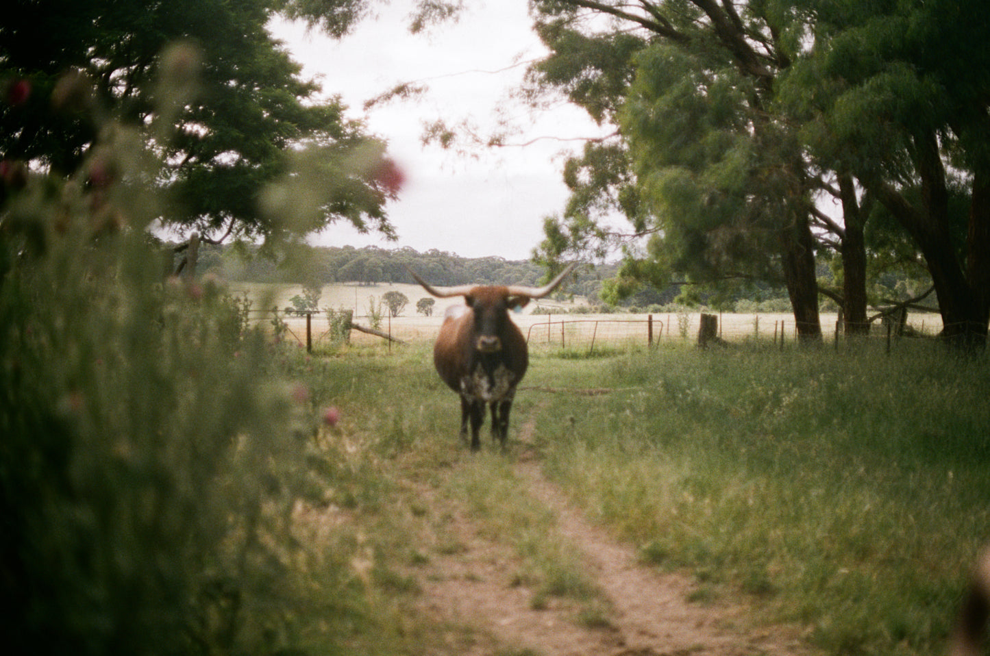 Goulburn Cows 2 on 35mm