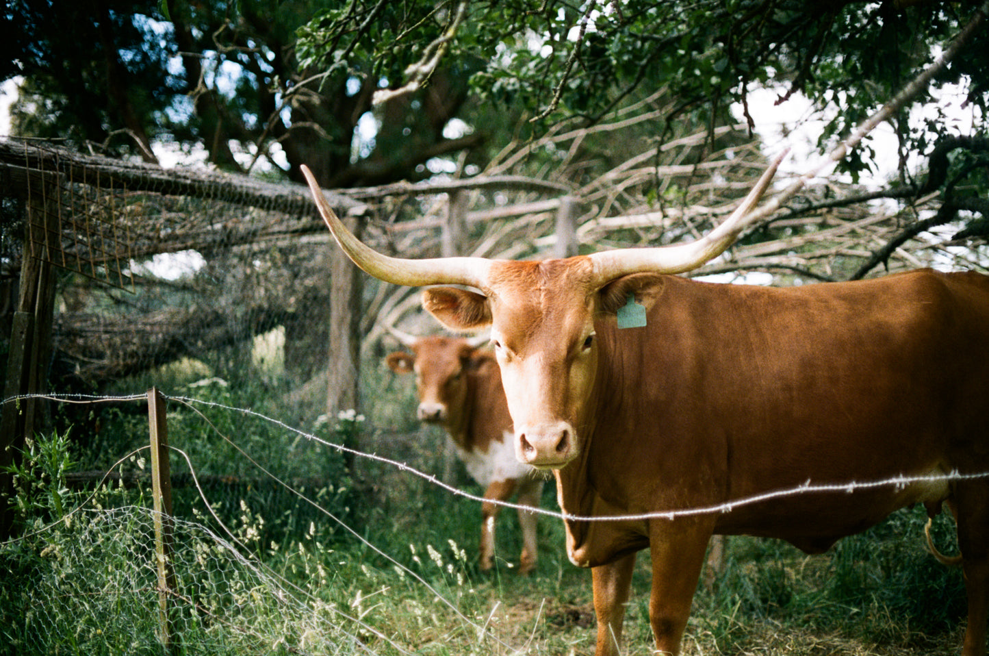 Goulburn Cows 1 on 35mm