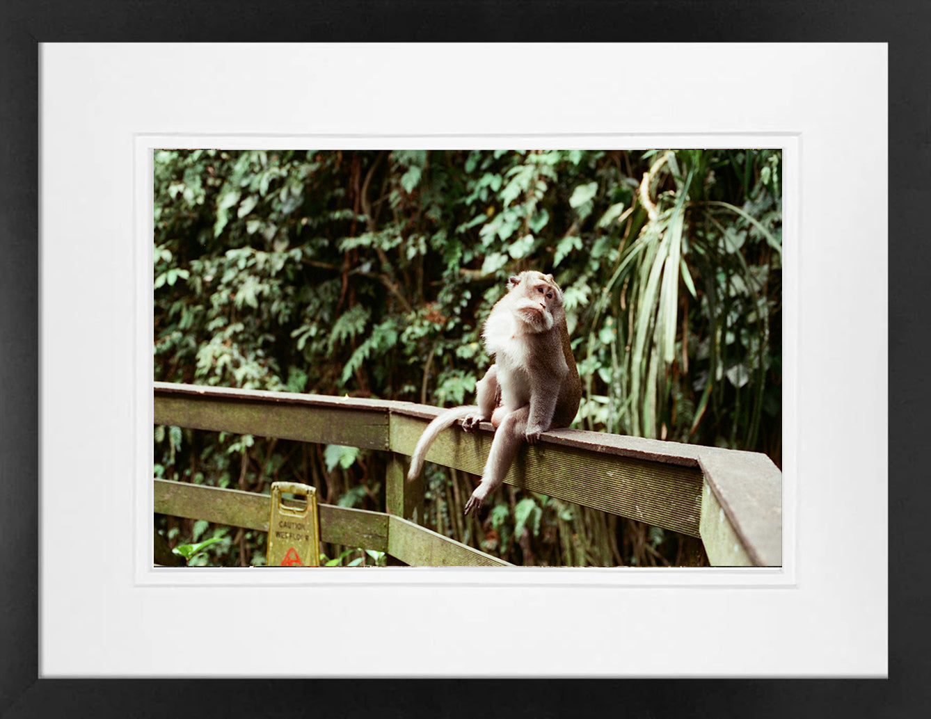 Balinese Monkey on 35mm