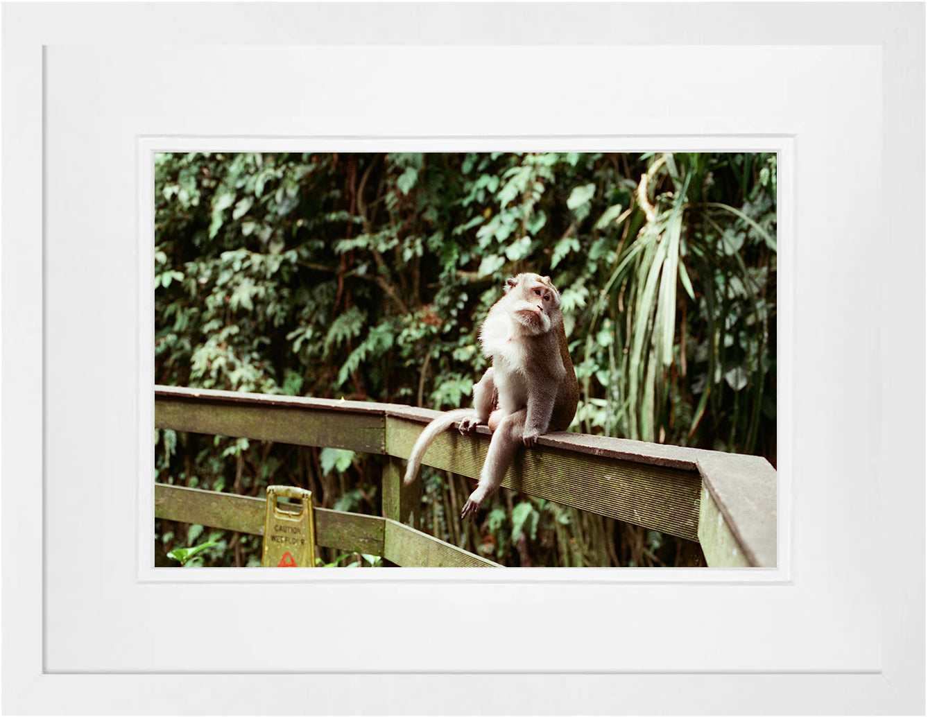 Balinese Monkey on 35mm