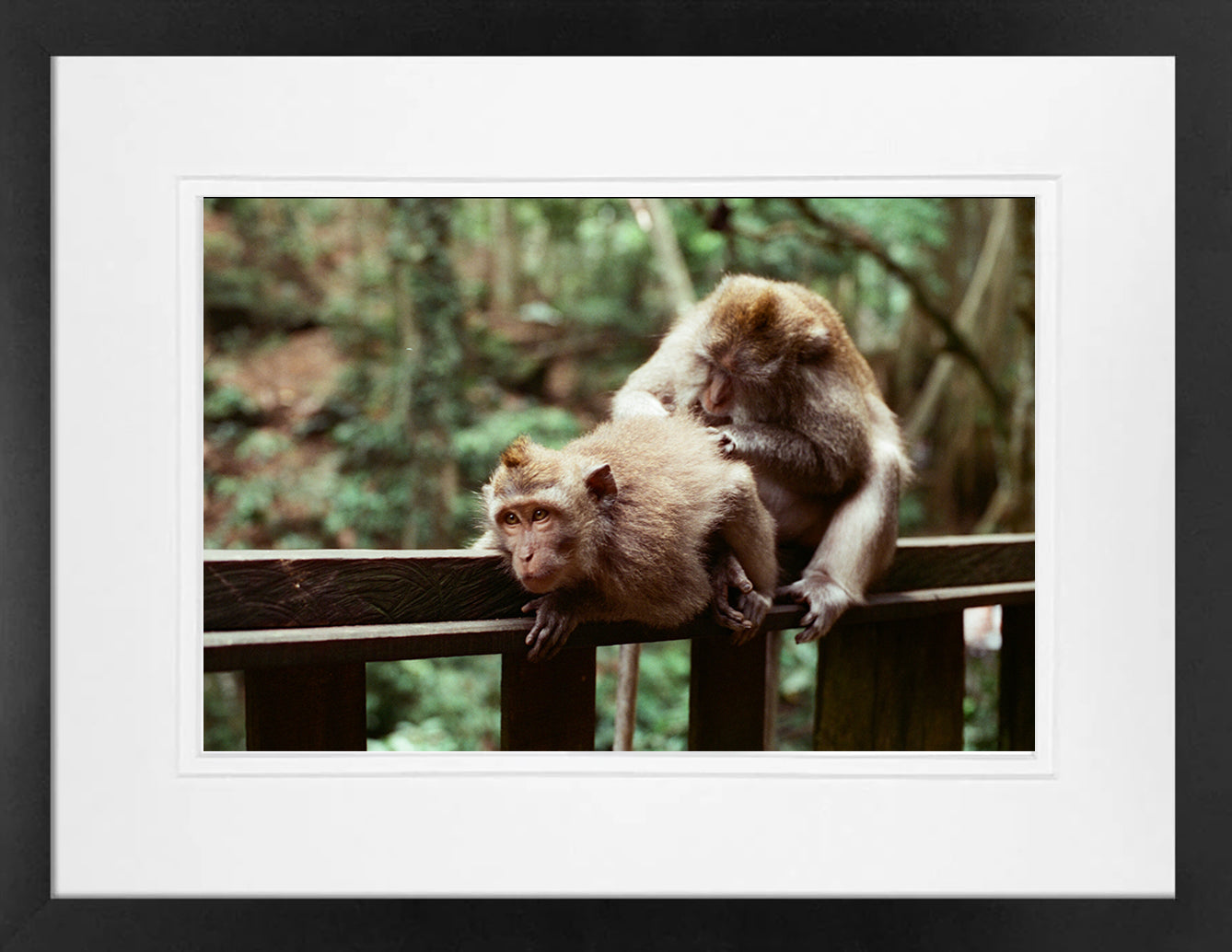 Balinese Monkeys on 35mm