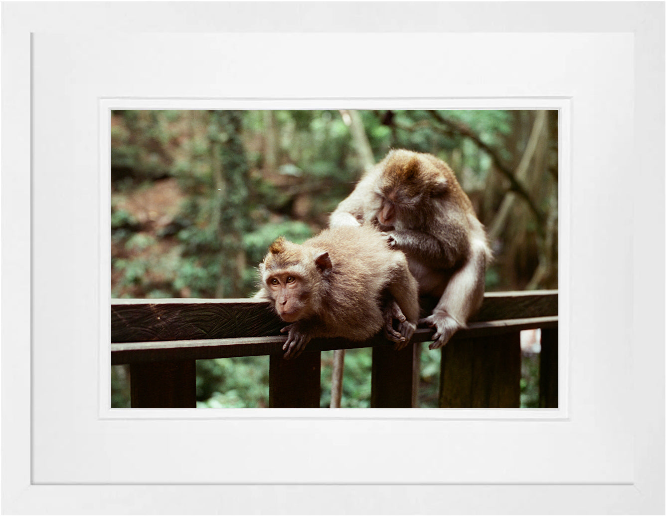 Balinese Monkeys on 35mm