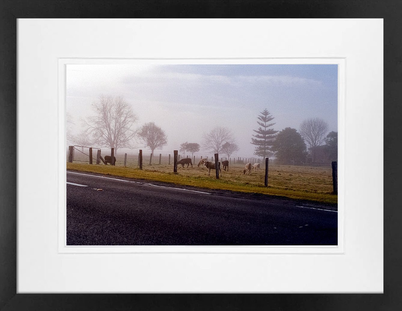 Country cow on 35mm