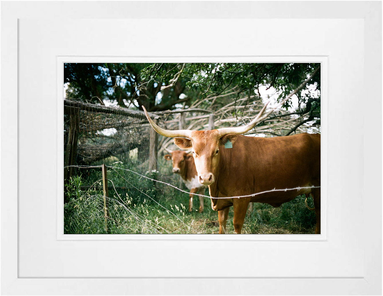 Goulburn Cows 1 on 35mm
