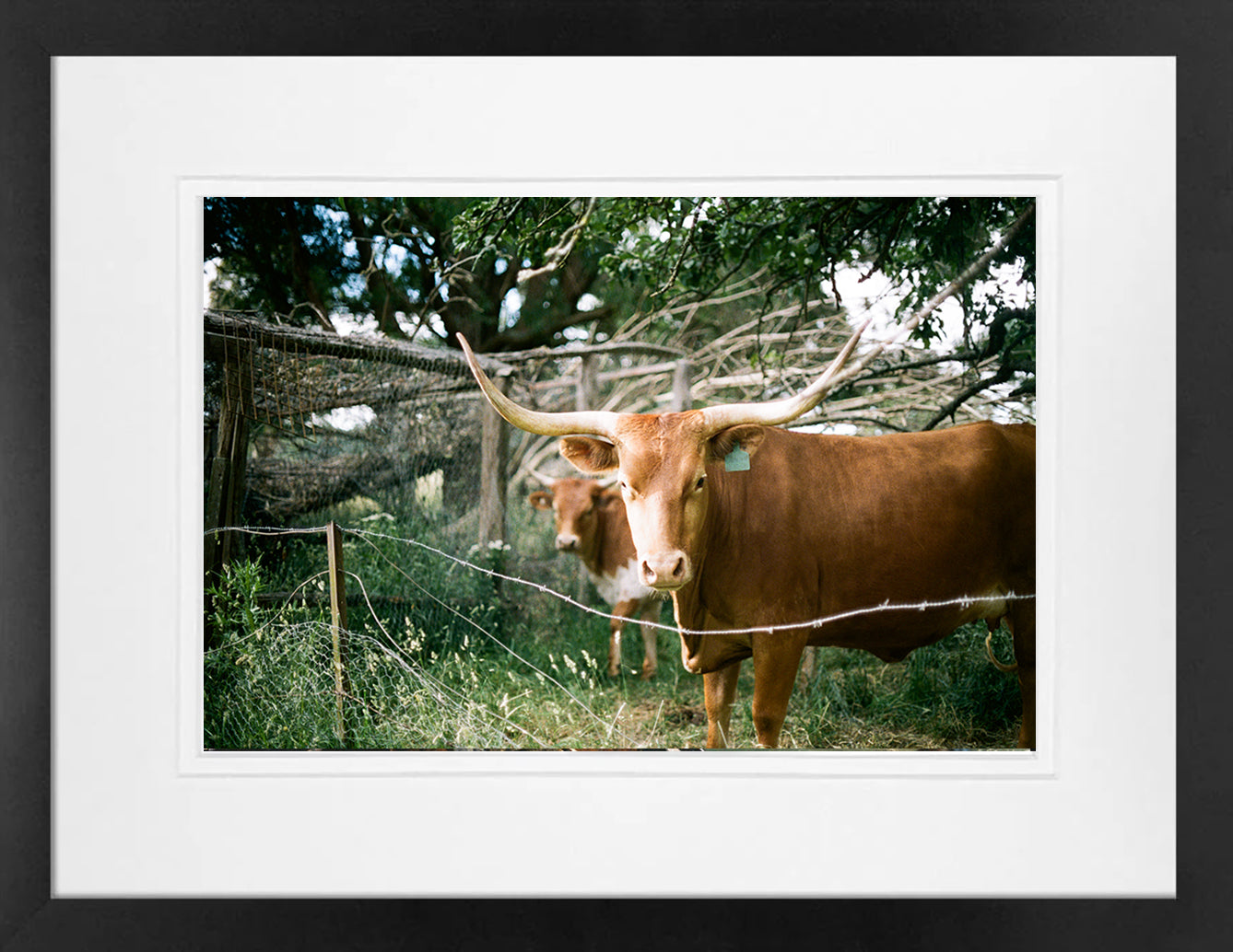 Goulburn Cows 1 on 35mm
