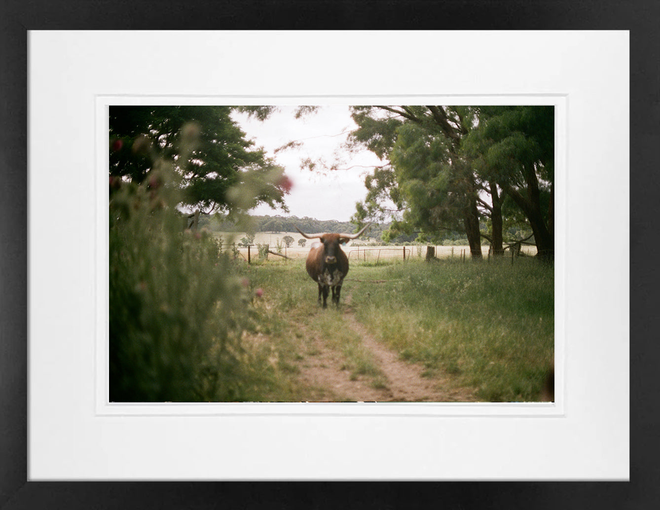 Goulburn Cows 2 on 35mm