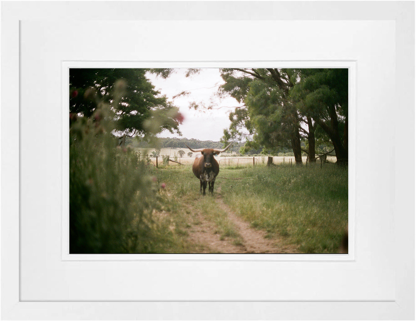 Goulburn Cows 2 on 35mm