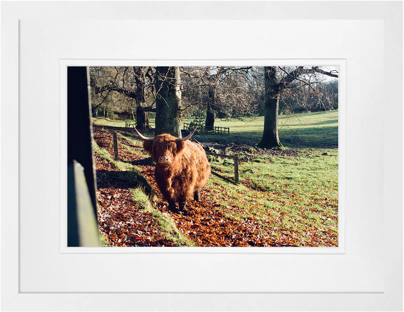 Highland Cow on 35mm