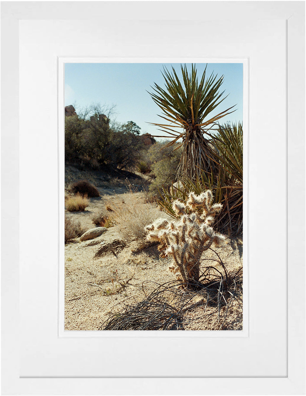Joshua Tree 3 on 35mm