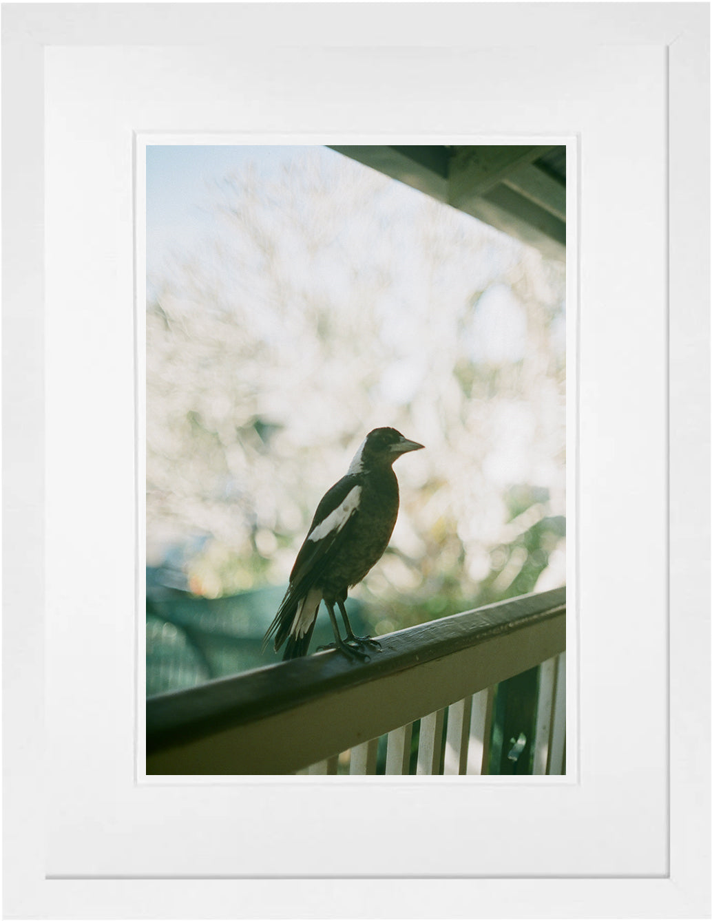 Magpie on 35mm