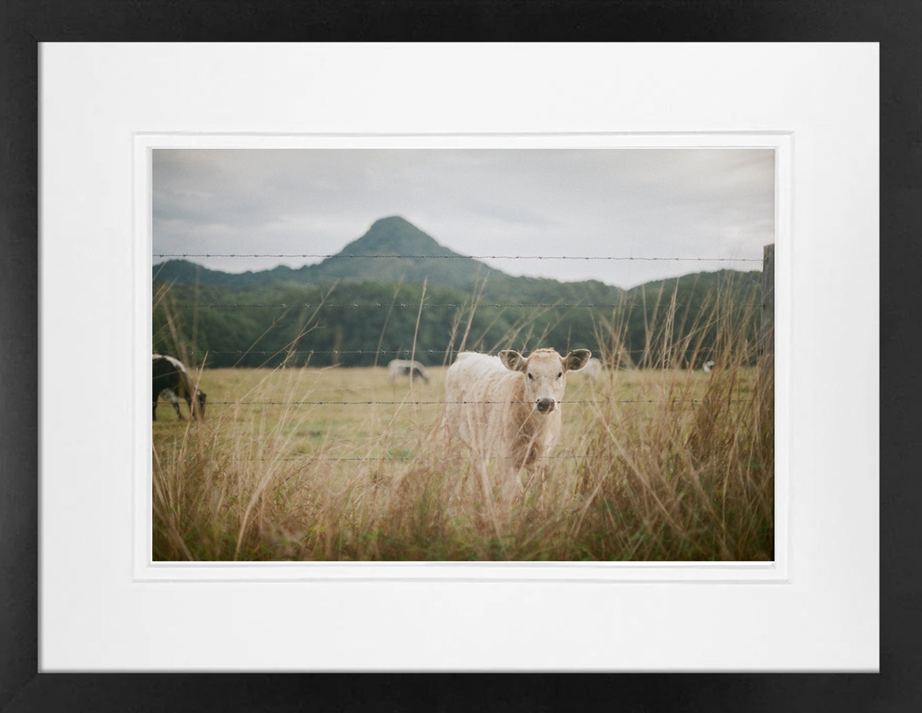 Mullum cow on 35mm