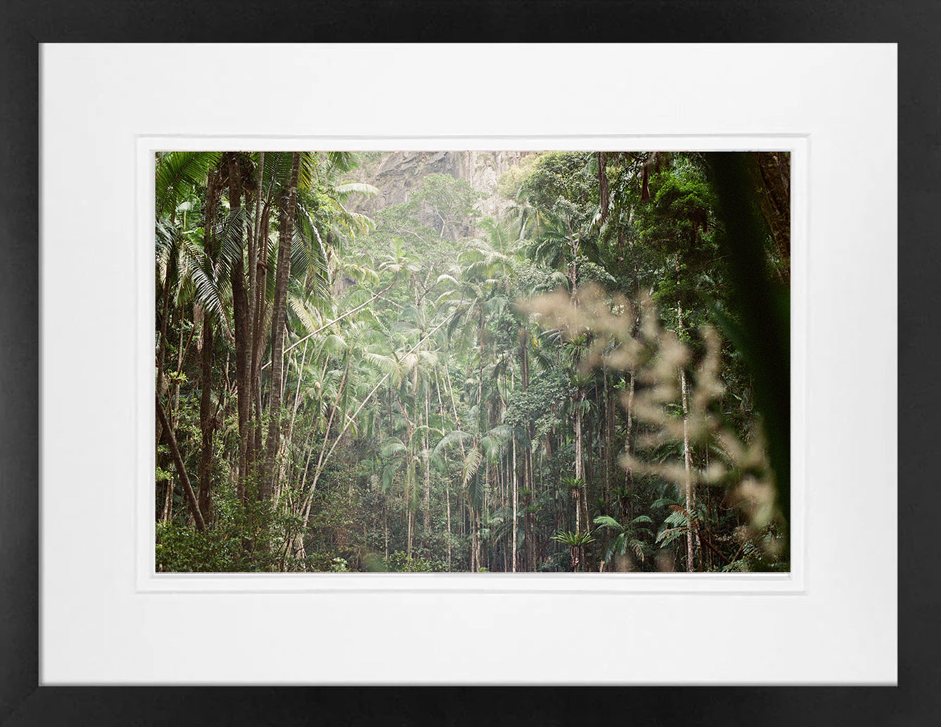 Rainforest on 35mm