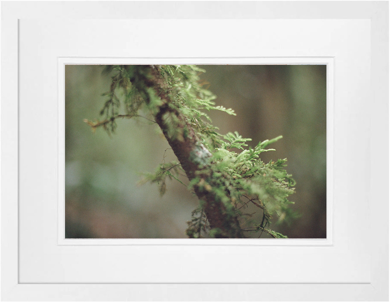 Rainforest Textures on 35mm