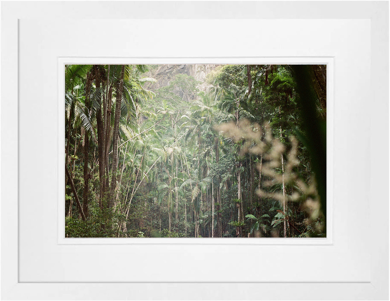Rainforest on 35mm