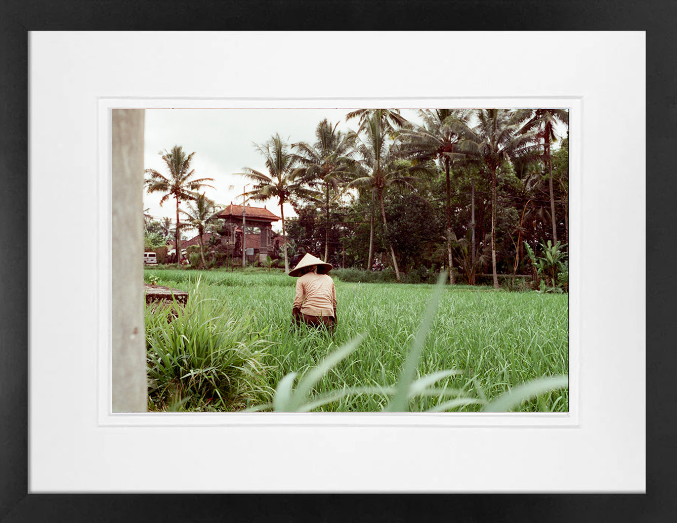 Rice Fields 3 on 35mm