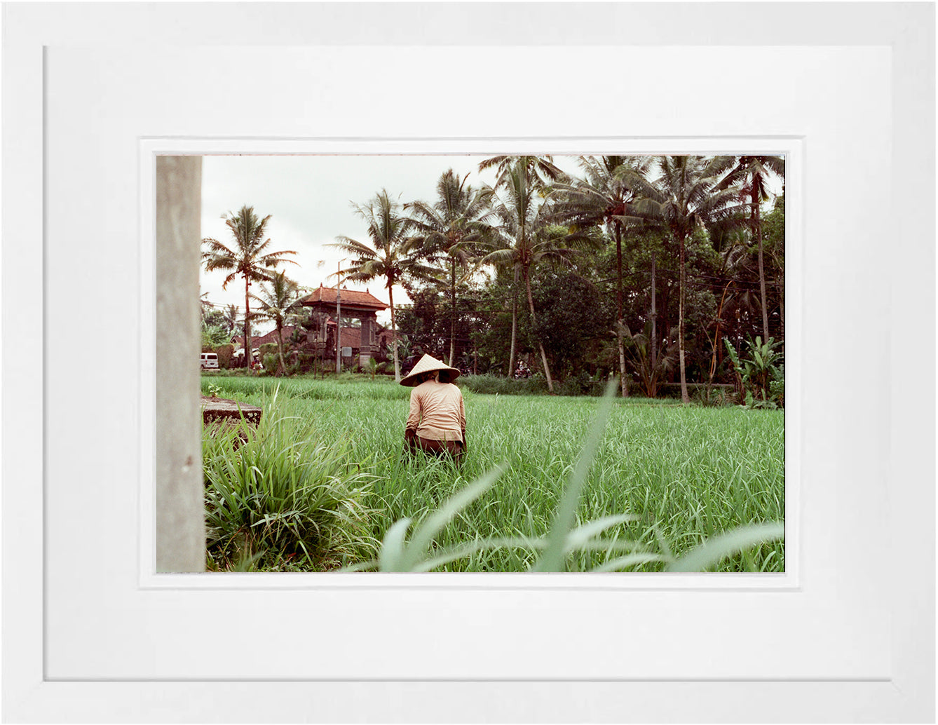 Rice Fields 3 on 35mm
