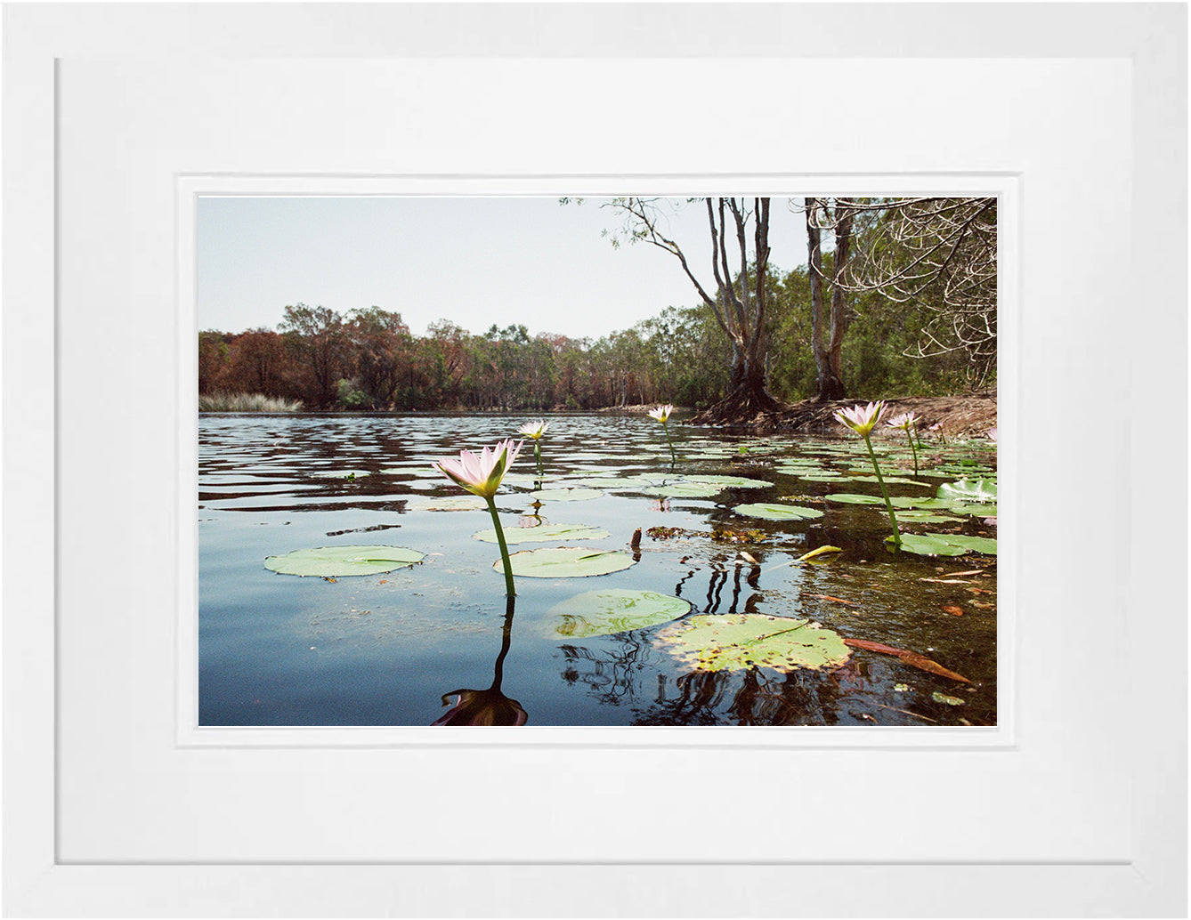 Tea Tree Lake on 35mm