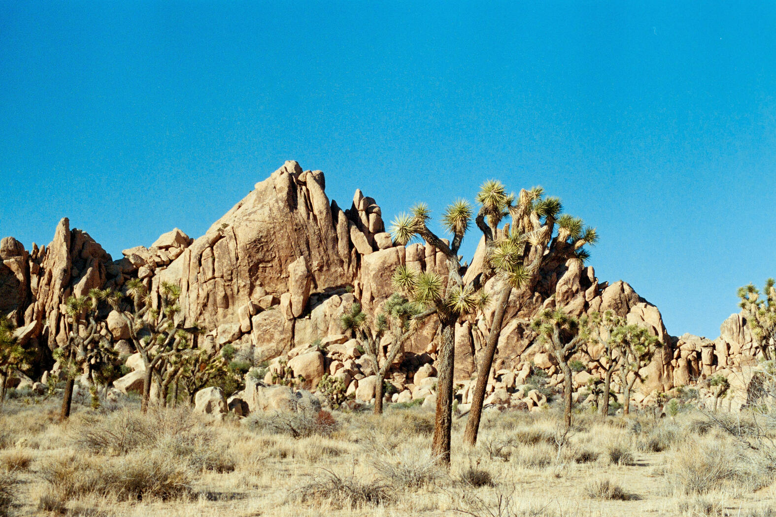 Joshua Tree
