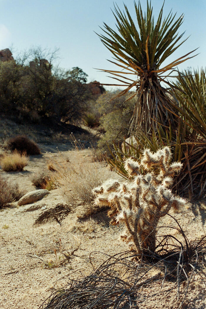 Joshua Tree Details Joshua Tree Details