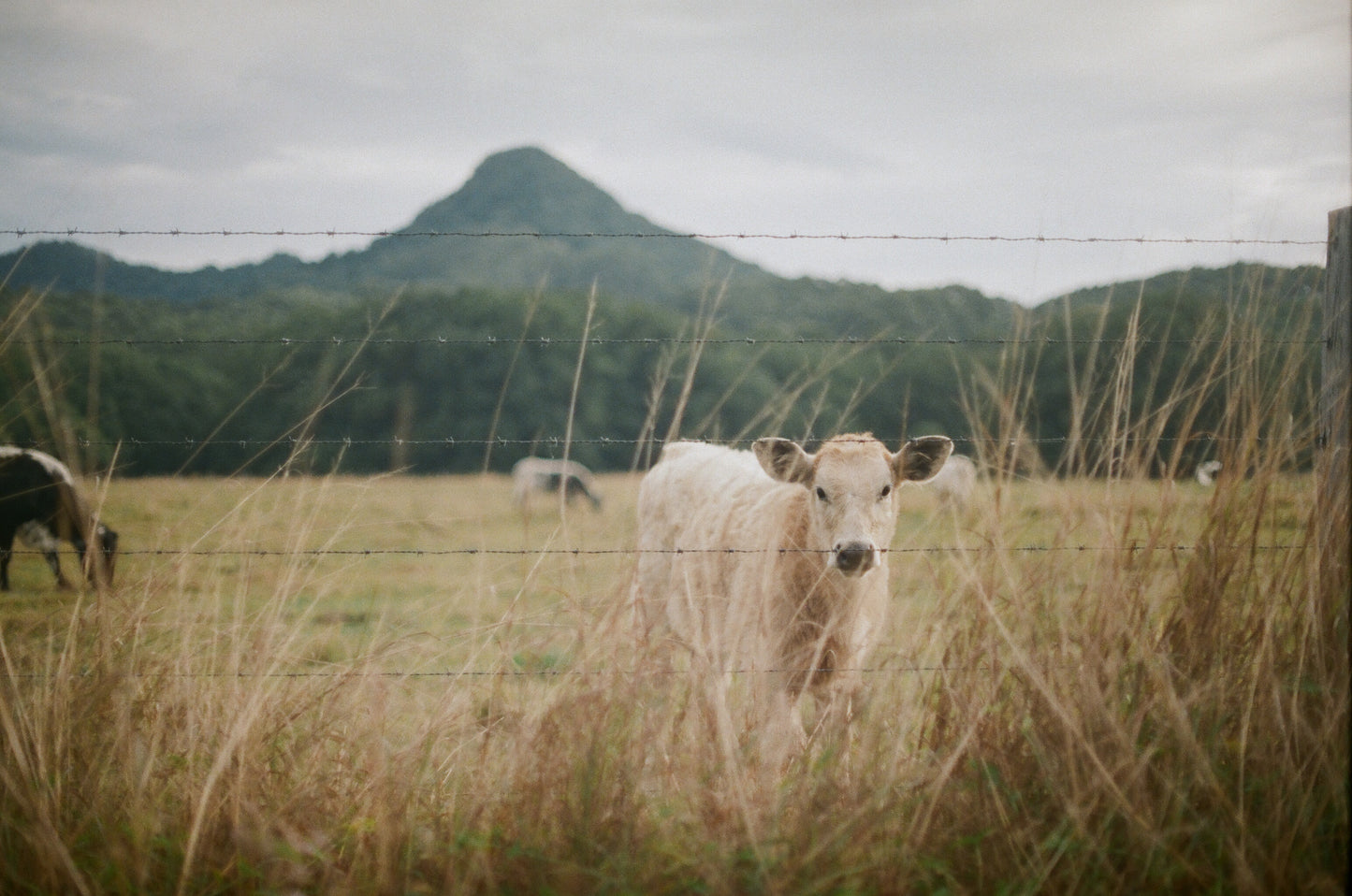 Mullum cow on 35mm