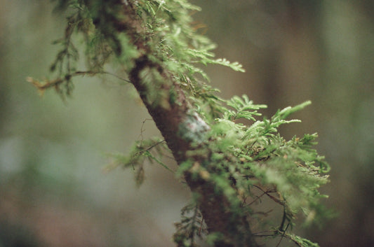 Rainforest Textures on 35mm