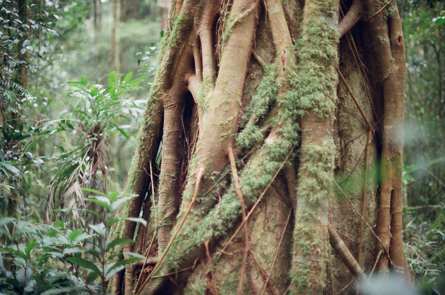Rainforest Textures 2 on 35mm