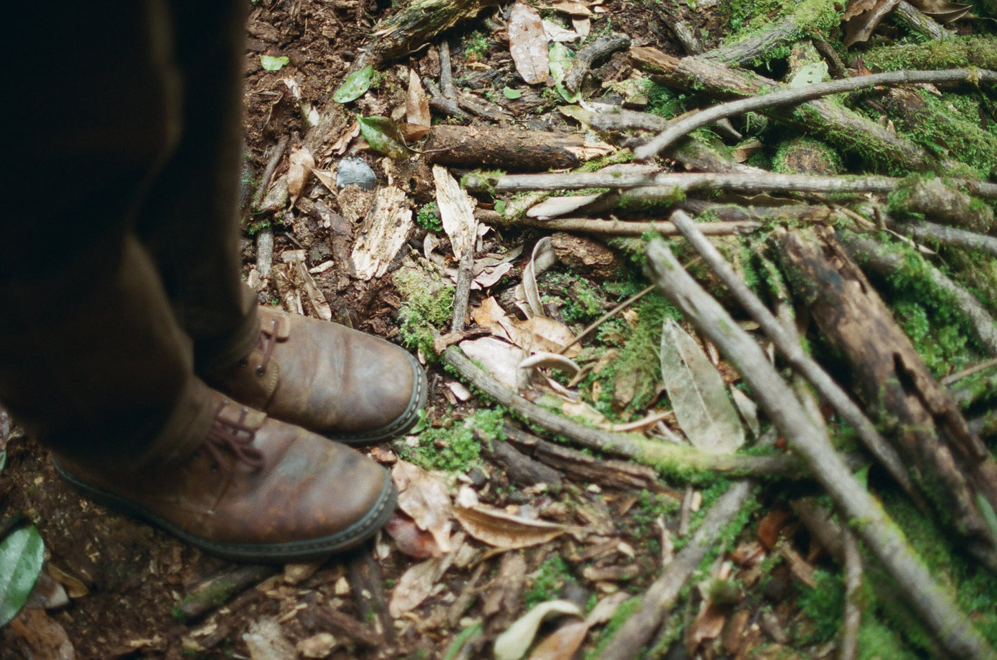 Forest Floor on 35mm