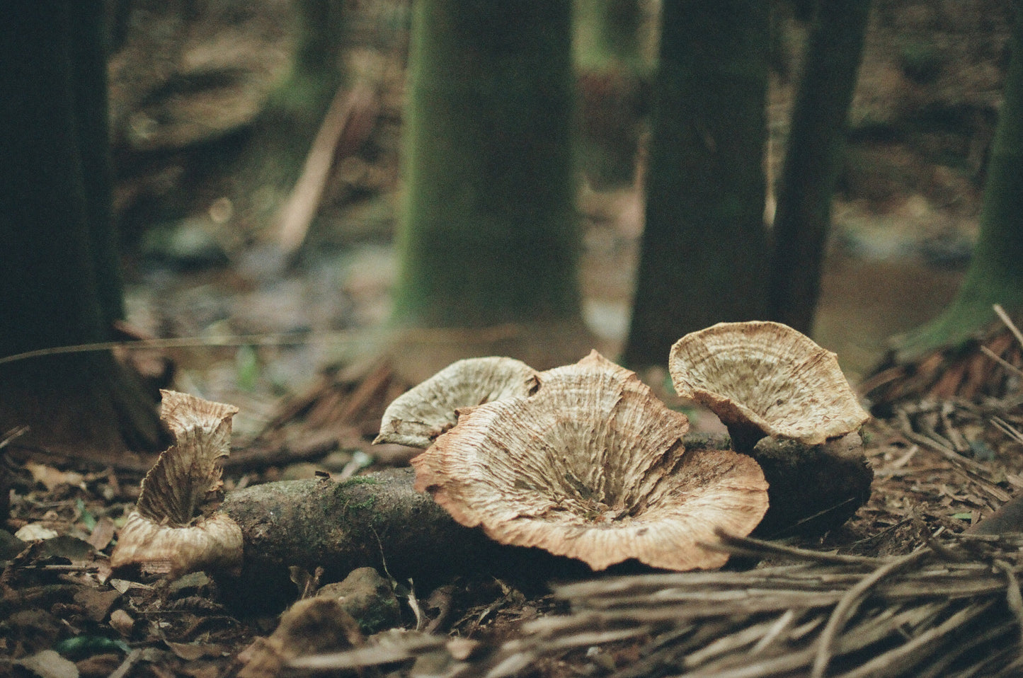 Mushrooms on 35mm