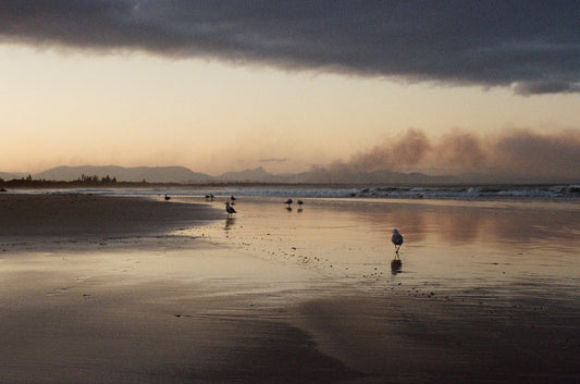 Byron Seagulls on 35mm