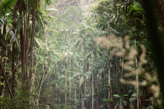 Rainforest on 35mm