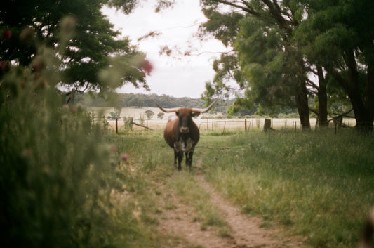 Goulburn Cows 2 on 35mm