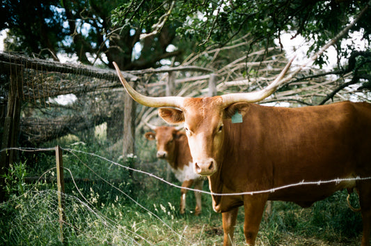 Goulburn Cows 1 on 35mm