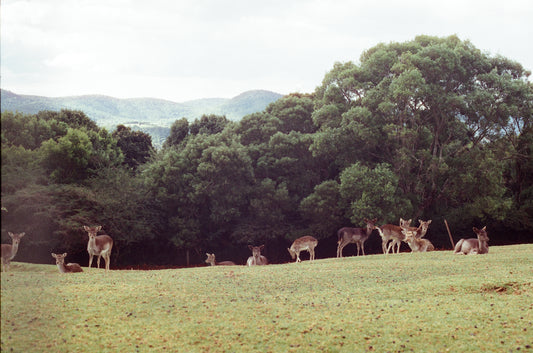 Dorrigo Deer on 35mm