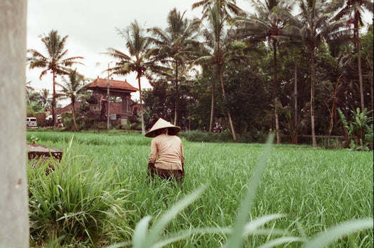 Rice Fields 3 on 35mm