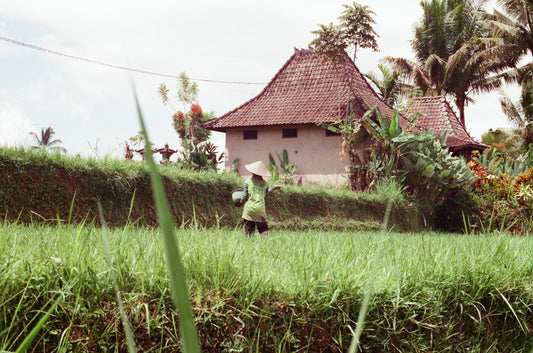 Rice Fields 2 on 35mm