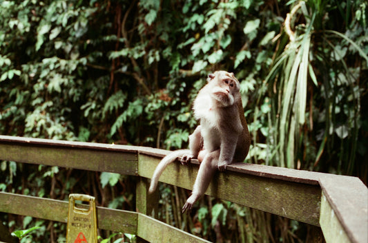 Balinese Monkey on 35mm