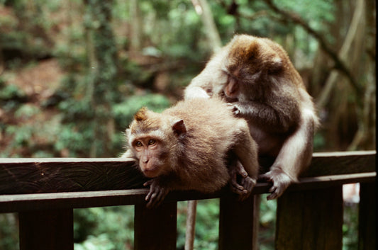 Balinese Monkeys on 35mm