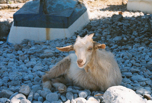 Symi Goat 2 on 35mm