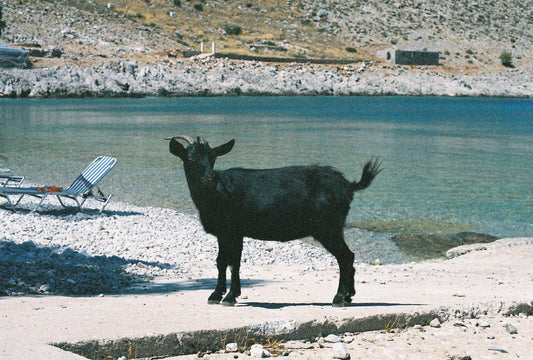 Symi Goat 3 on 35mm