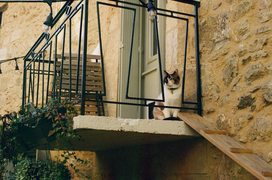 French Cat on 35mm
