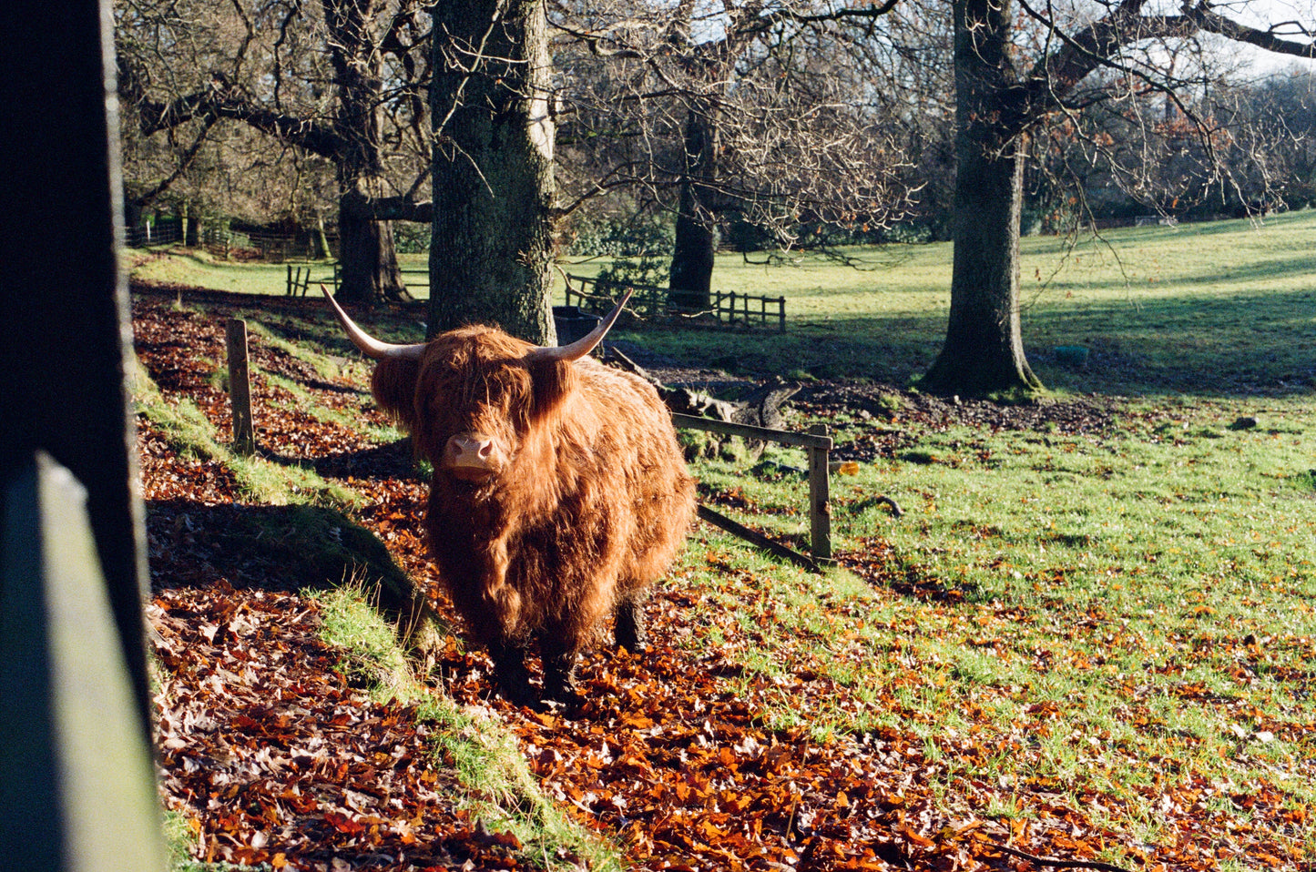 Highland Cow on 35mm