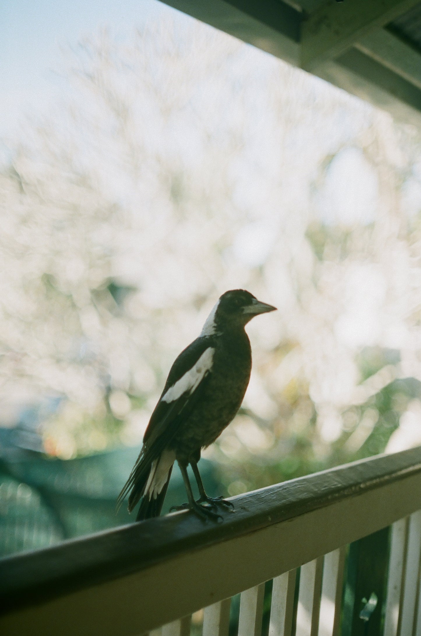 Magpie on 35mm