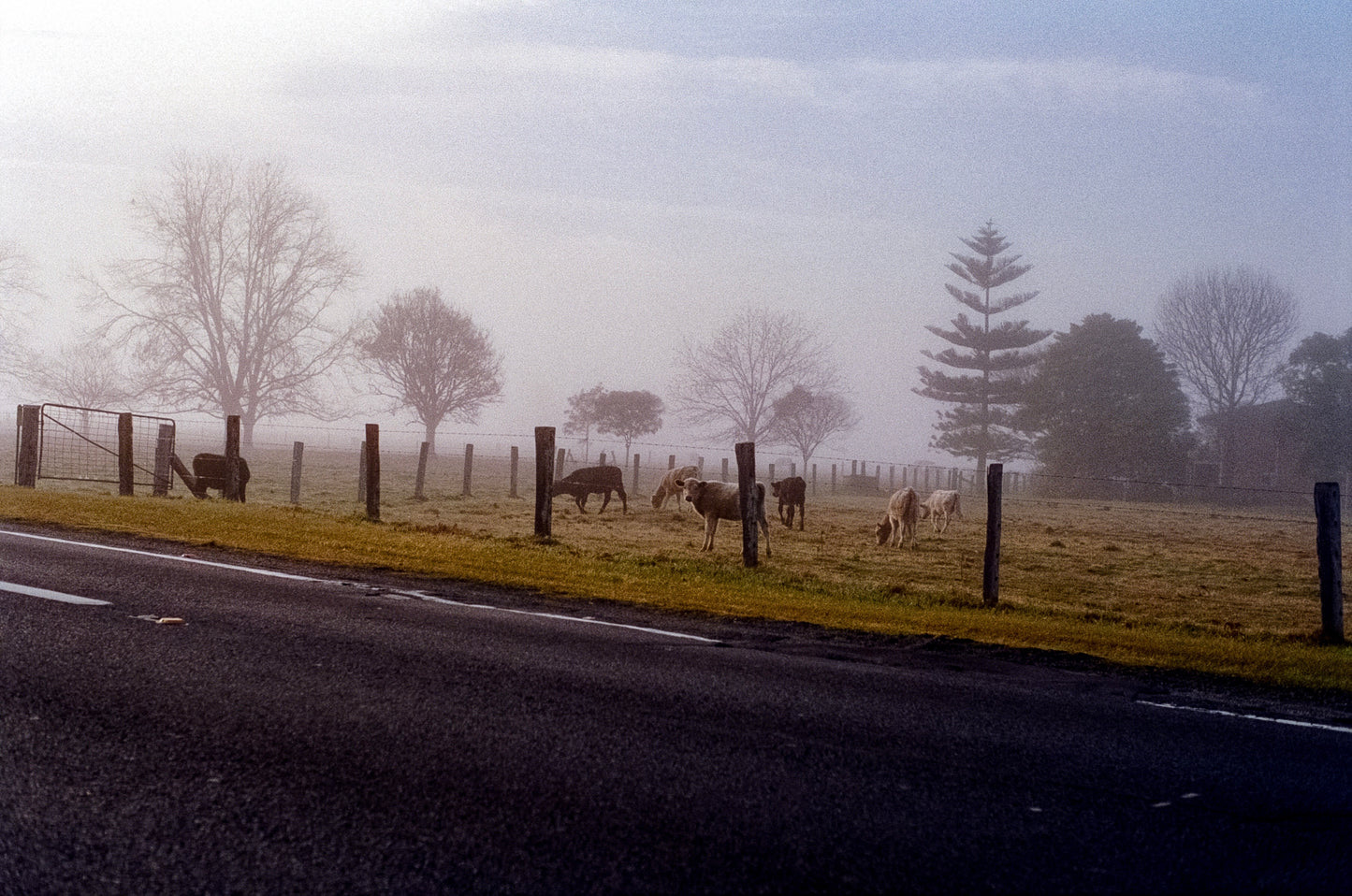 Country cow on 35mm
