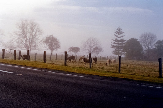 Country cow on 35mm