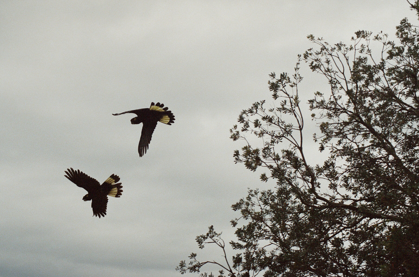Black Cockatoos
