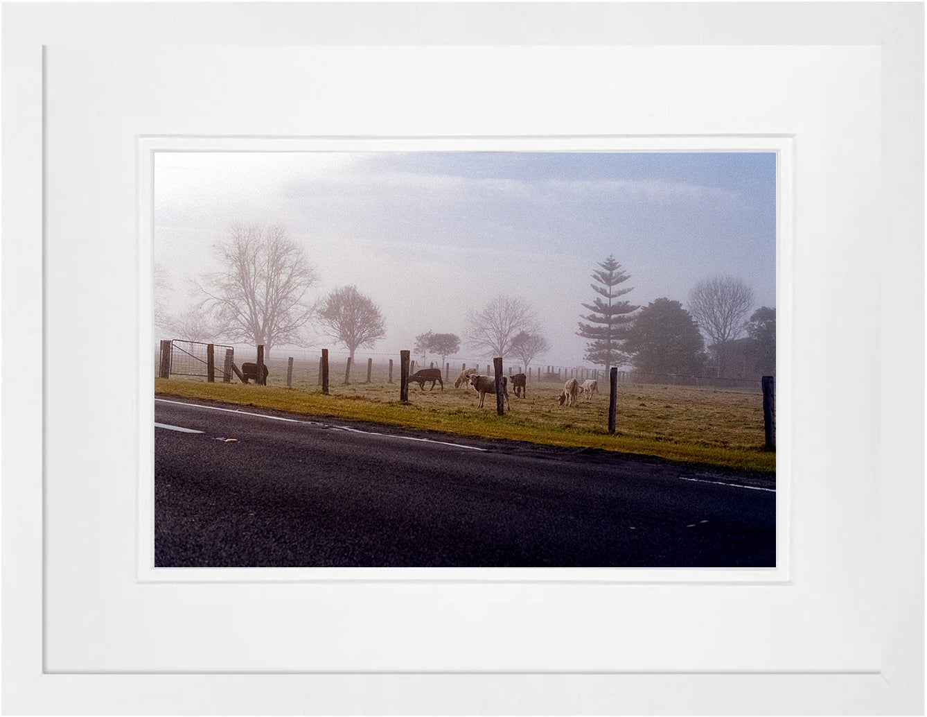 Country cow on 35mm