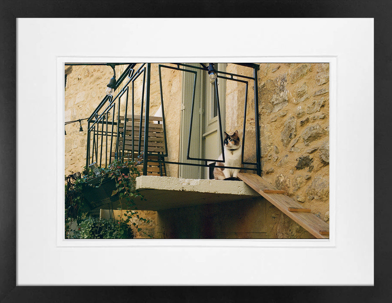 French Cat on 35mm