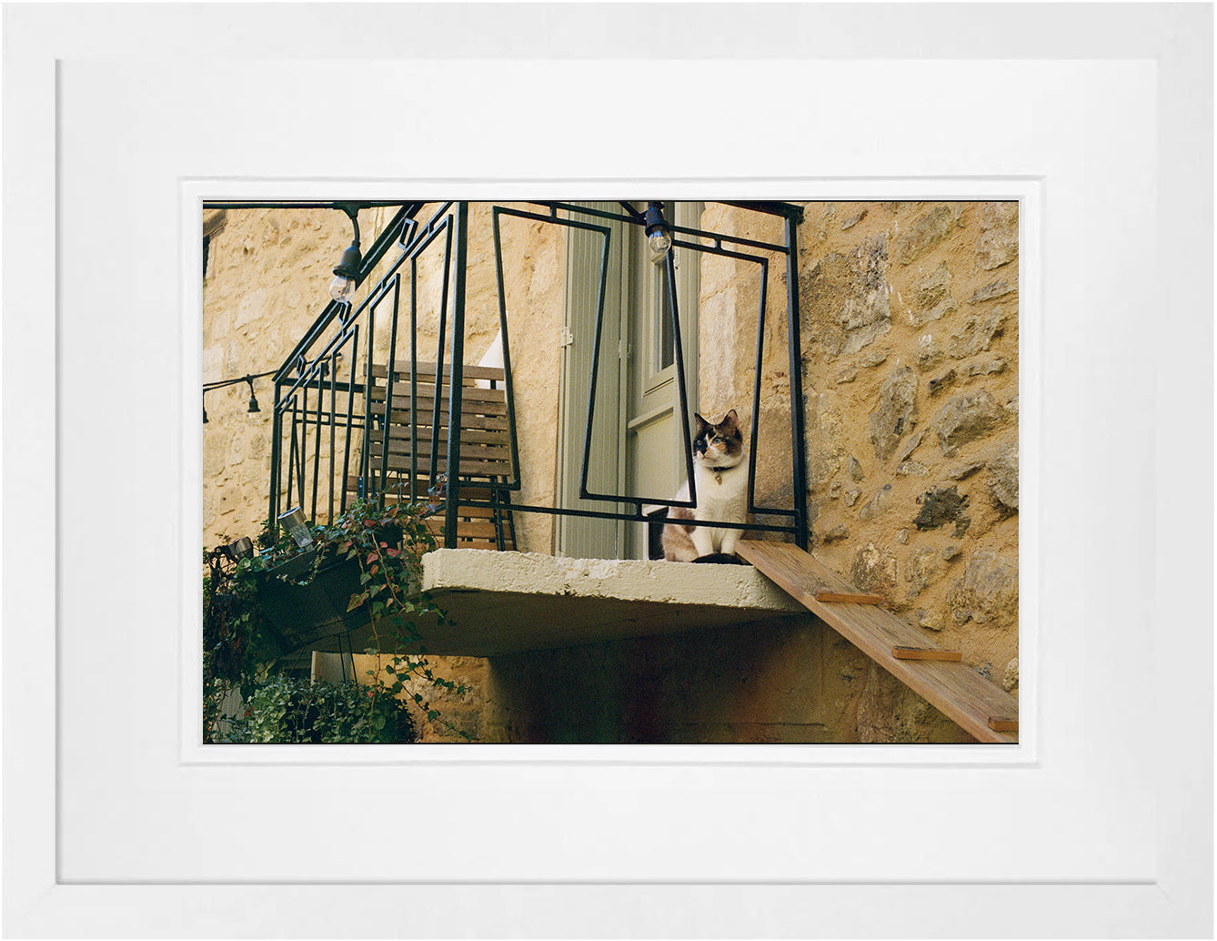 French Cat on 35mm