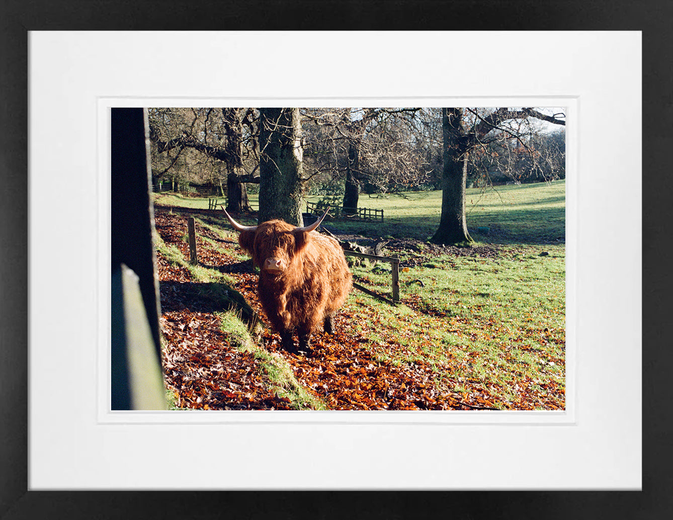 Highland Cow on 35mm
